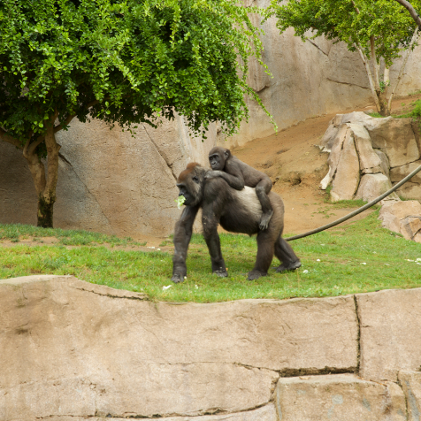  Young gorilla and mother at San Diego Zoo Safari Park.